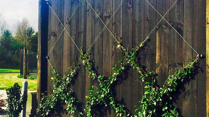 How to Train a Jasmine Vine