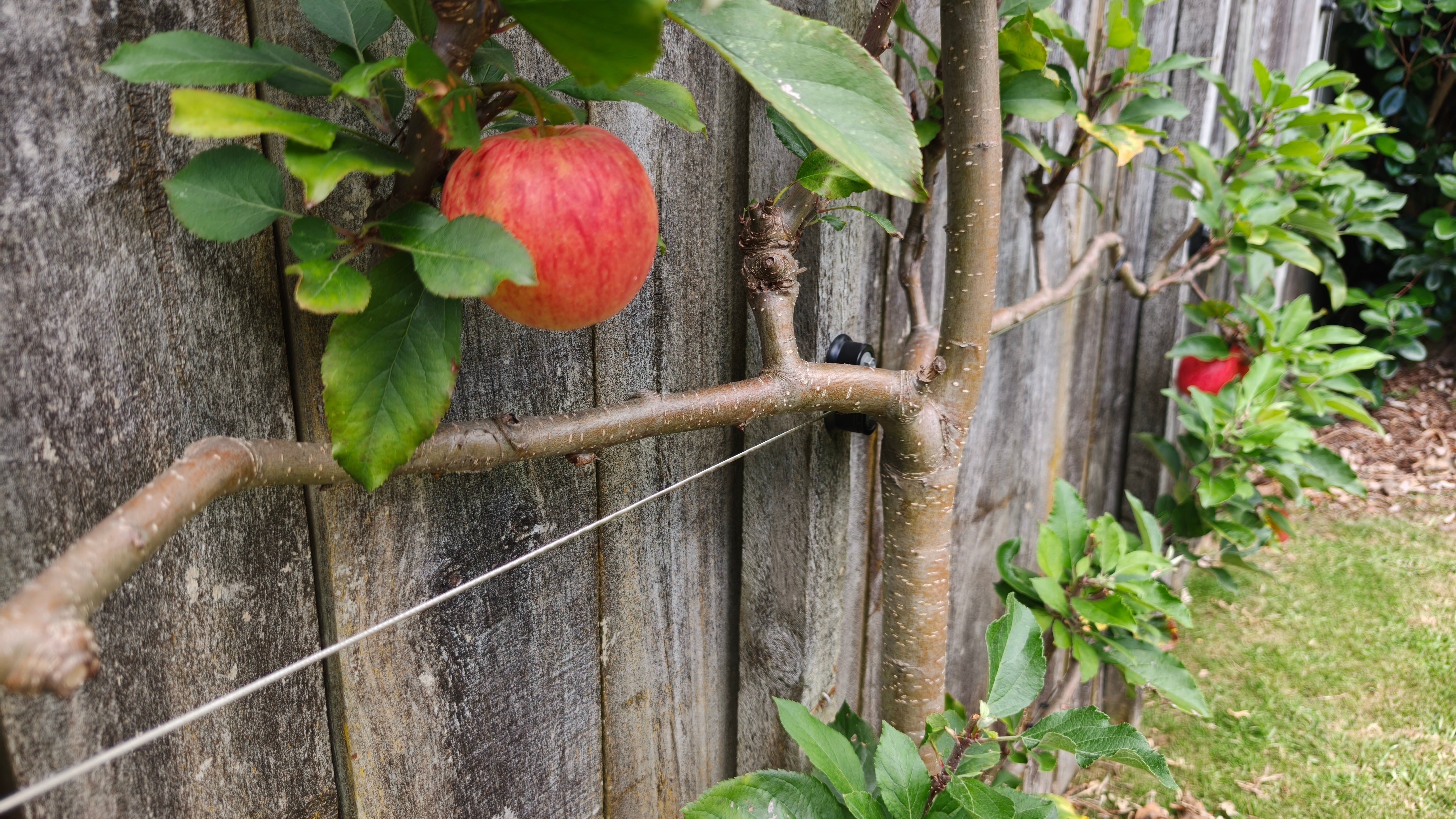 Best Fruit Trees for Espalier in the United States (And Which to Avoid)