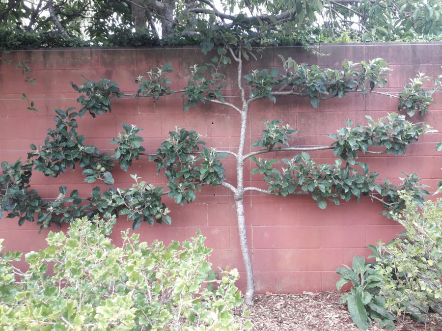 How to Prune Espaliered Apple Trees